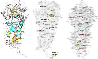 The Inclusion of Water Molecules in Residue Interaction Networks Identifies Additional Central Residues